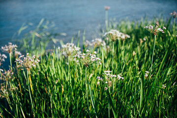 Obraz premium grass and water