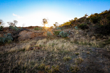 Close up image of prickly pear cactus weed in golden afternoon sun