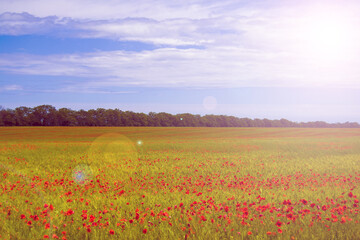 field with blooming red poppies. in the background blue sky with blurry clouds and sun flare and pink tint