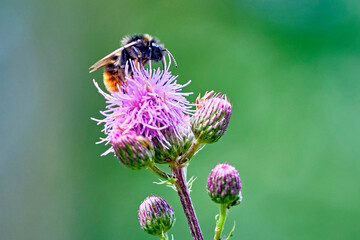 Hummel ( Bombus ) auf dem Blütenstand einer Eselsdistel ( Onopordum acanthium ).