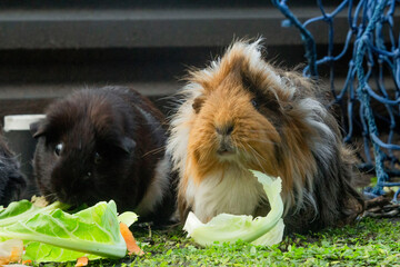 My Mum's free-range Guinea Pigs were all eating together and it was so adorable. I decided to grab my DSLR and play Guinea Pig Paparazzo