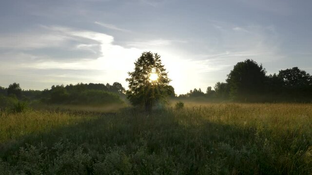 Tree silhouette in meadow in foggy summer morning at sunrise. Morning sun shines throught tree branches and makes beatiful sun rays. Leaves and grass stay motionless because calm and windless weather.