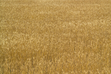 field of wheat