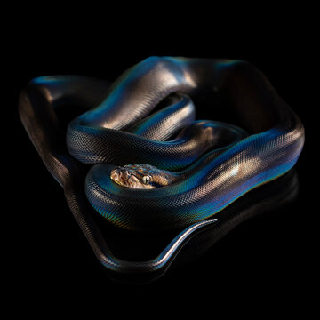 Reticulated Python (Python reticulatus) on black background. rainbow snake shimmers in different colors