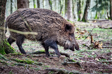 Wildschwein ( Sus scrofa ).
