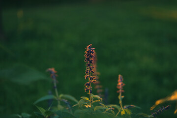 Mealycup sage flower in cottage garden setting at sunset. Also known as blue salvia, blue sage or Mealy sage