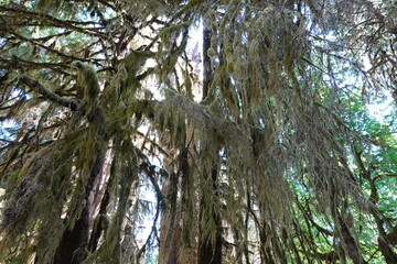 The diverse and dramatic Hoh Rain Forest is one of the most popular destinations on the Olympic Peninsula and beyond.