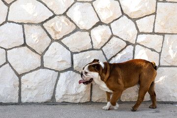 Young English bulldog from the side walking in front of a stone wall.