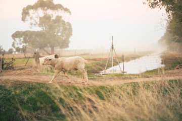 Lone young sheep walking along track on farm