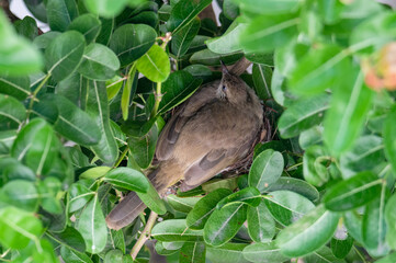 Streak-eared Bulbul brood eggs during the incubation period