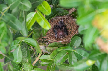 Baby streak-eared Bulbul bird waits for its parents to feed