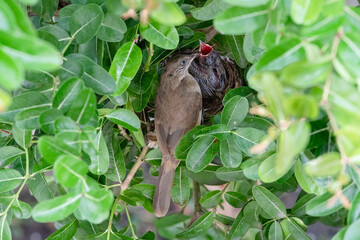 Streak-eared Bulbul feeding its baby