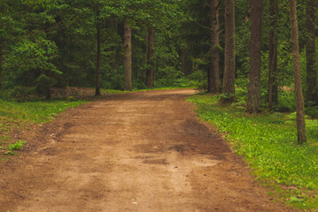 Beautiful empty path through a forest in forest. Rural landscape in summer. Natural background.