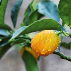 Close up of an orange Kumquat citrus fruit