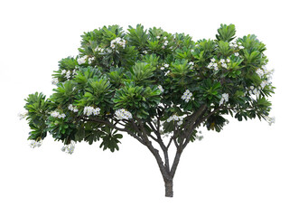 Plumeria tree (frangipani) isolated on white background.