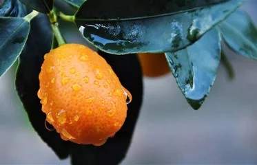 Nahaufnahme einer orangefarbenen Kumquat-Zitrusfrucht © lehmannw