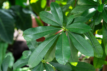 tropical background with green plants close-up view after rain.