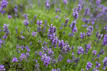 field of lavender