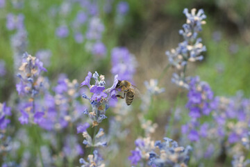 bee on lavender