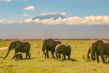 Fototapeta na wymiar Paysage Famille Eléphants éléphanteaux Loxodonta africana devant le Kilimandjaro au Kenya
