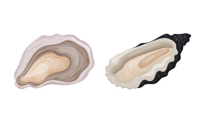 Oyster as Salt-water Bivalve Molluscs and Marine Delicacy Vector Set