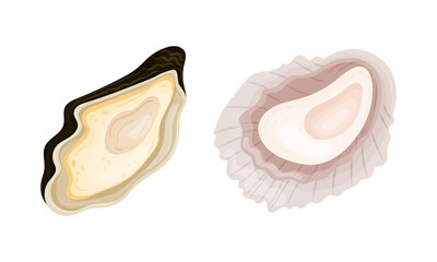Oyster as Salt-water Bivalve Molluscs and Marine Delicacy Vector Set © Happypictures