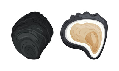 Oyster as Salt-water Bivalve Molluscs and Marine Delicacy Vector Set © Happypictures
