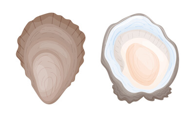 Oyster as Salt-water Bivalve Molluscs and Marine Delicacy Vector Set © Happypictures