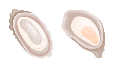 Oyster as Salt-water Bivalve Molluscs and Marine Delicacy Vector Set © Happypictures