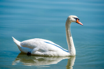 white swan swim in the lake

