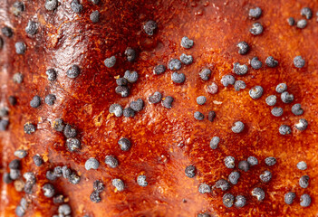 Poppy seeds on a bun as a background.