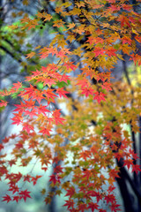 autumn maple leaves