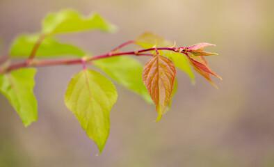 Leaves on a branch of apricot in summer.