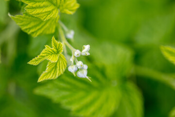 Closed flower buds on raspberries in spring.