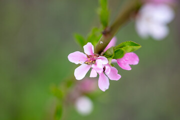 Flowers on a peach in spring.