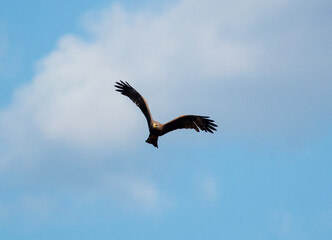 Eagle in flight against the blue sky.