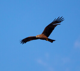 Eagle in flight against the blue sky.