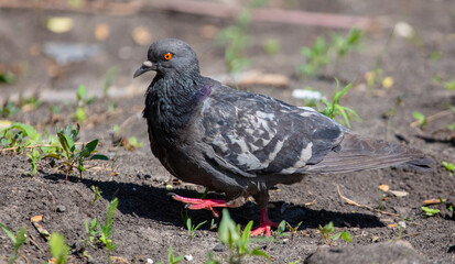 Portrait of a dove on the ground