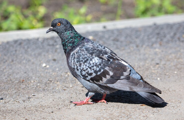 Portrait of a pigeon on the road.