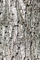 Bark on a tree as an abstract