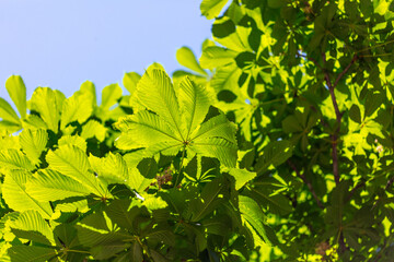 Fototapeta na wymiar Green leaves on chestnut in the park
