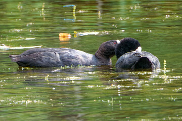 Eurasian coot (Fulica atra), is a member of the rail and crake bird family.
