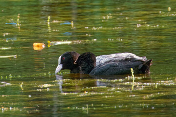 Eurasian coot (Fulica atra), is a member of the rail and crake bird family.