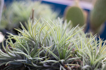 Beautiful blurred wallpaper cactus isolated blurred background, blurry image.