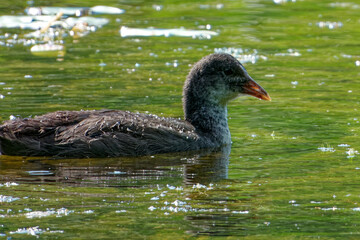 Eurasian coot (Fulica atra), is a member of the rail and crake bird family.