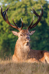 Red deer stags in the annual deer run in Bushy Park in London, UK
