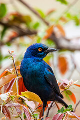 Obraz premium Cape glossy starling perched on Mopani trees in the Kruger Park, South Africa