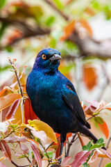 Cape glossy starling perched on Mopani trees in the Kruger Park, South Africa
