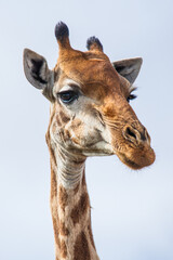 Obraz premium Common Giraffe against a light African sky, in South Africa