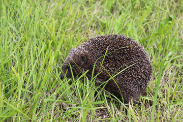 Little hedgehog in the green grass. Mammal in the field macro background